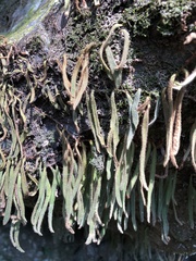 Pyrrosia linearifolia