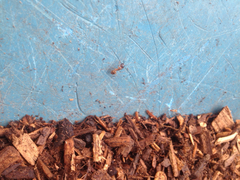 Camponotus festinatus