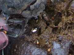 Onthophagus suffusus