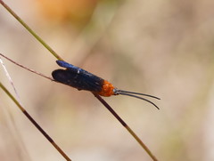 Plectrotarsus gravenhorsti