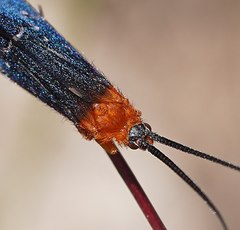 Plectrotarsus gravenhorsti