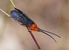 Plectrotarsus gravenhorsti