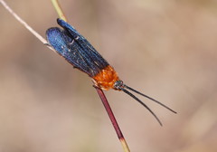 Plectrotarsus gravenhorsti