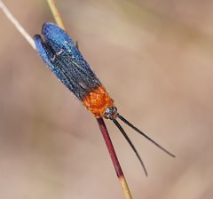 Plectrotarsus gravenhorsti