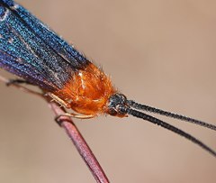 Plectrotarsus gravenhorsti