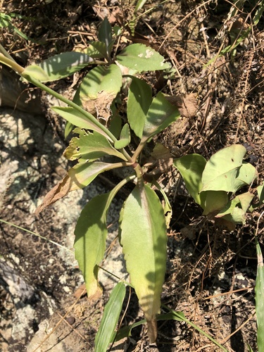 Kalanchoe integra