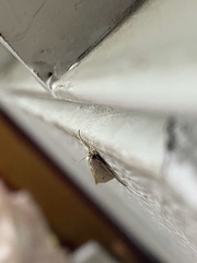 Scirpophaga incertulas