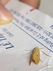 Scirpophaga incertulas