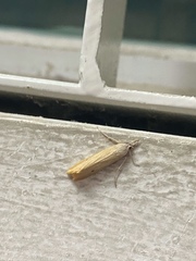 Scirpophaga incertulas