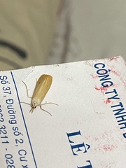 Scirpophaga incertulas