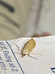 Scirpophaga incertulas