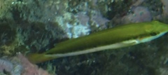 Thalassoma