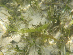 Halichoeres bivittatus