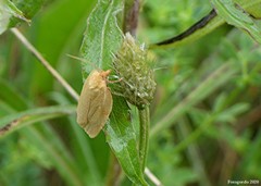 Aphelia alleniana