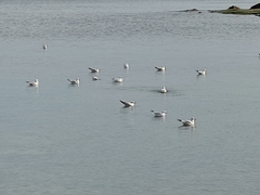 Chroicocephalus ridibundus