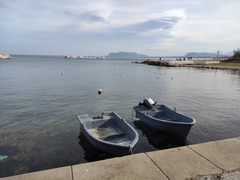 Chroicocephalus ridibundus