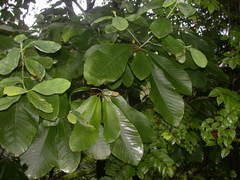 Magnolia obovata
