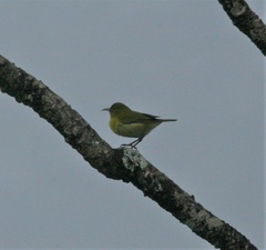 Chlorodrepanis flava