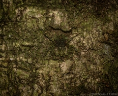 Stephanopis carcinoides