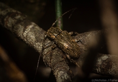 Prosoplus bakewellii