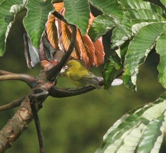 Chlorodrepanis flava