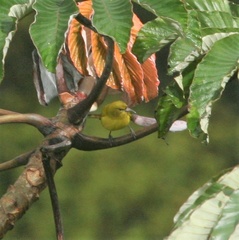 Chlorodrepanis flava