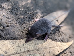 Crocidura attenuata