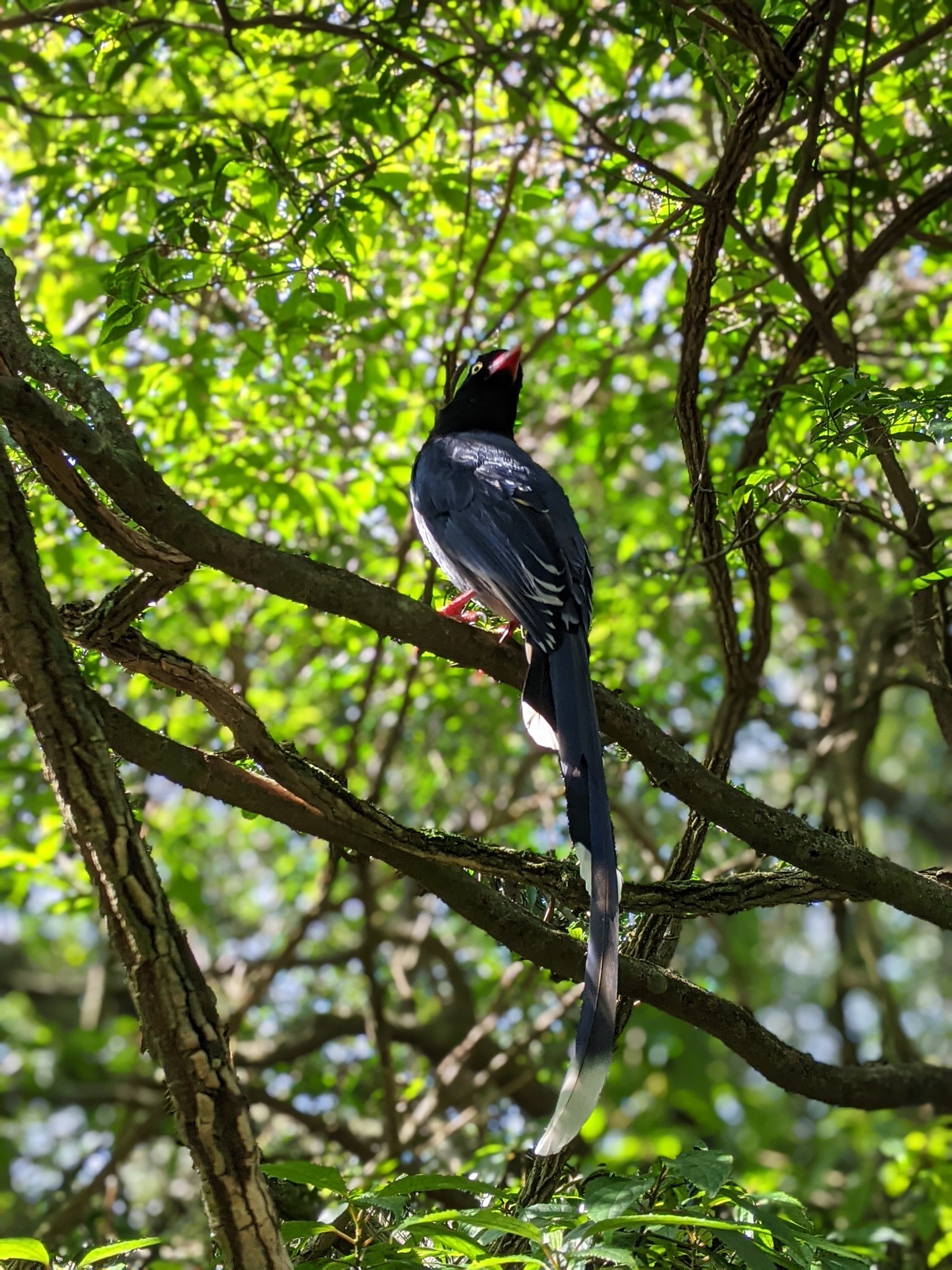 Taiwan Blue Magpie