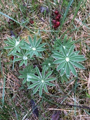 Lupinus polyphyllus