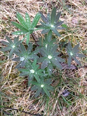 Lupinus polyphyllus