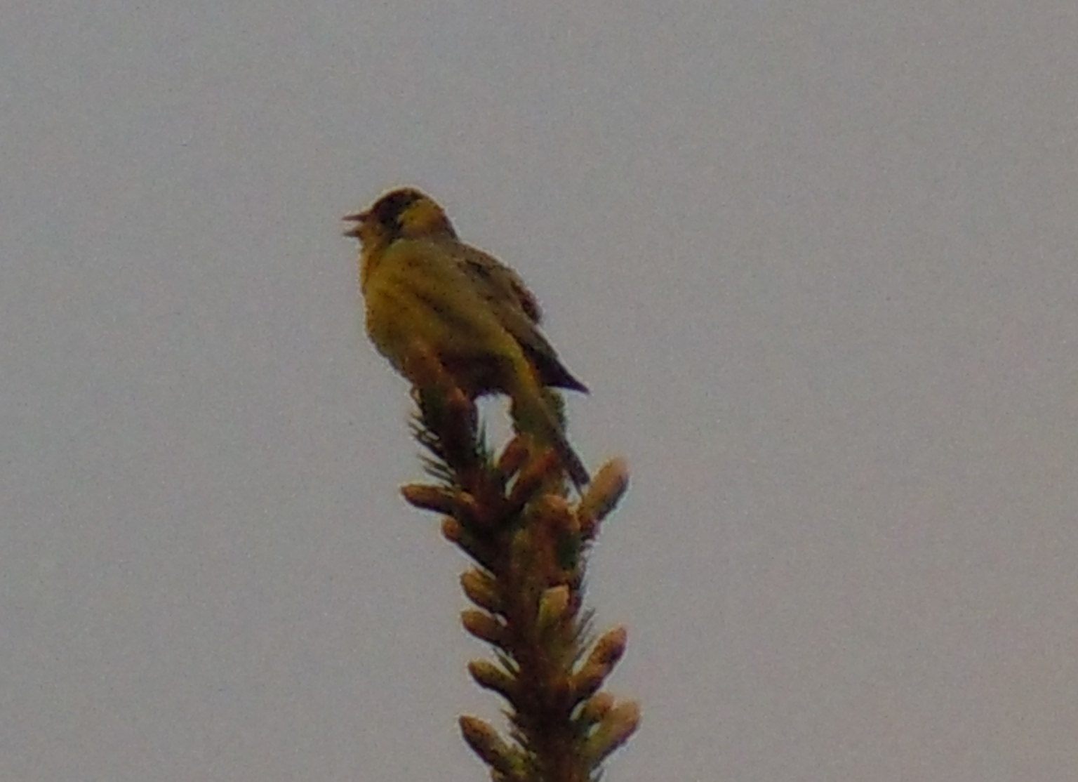 Black-headed Bunting