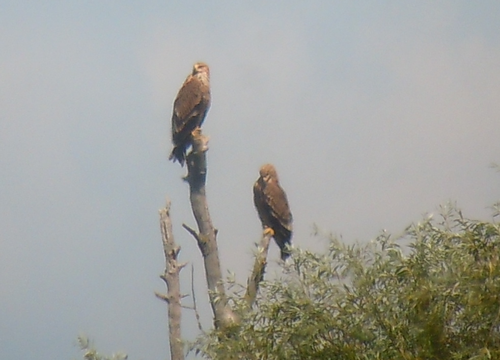 Eastern Imperial Eagle
