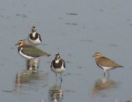 European Golden Plover