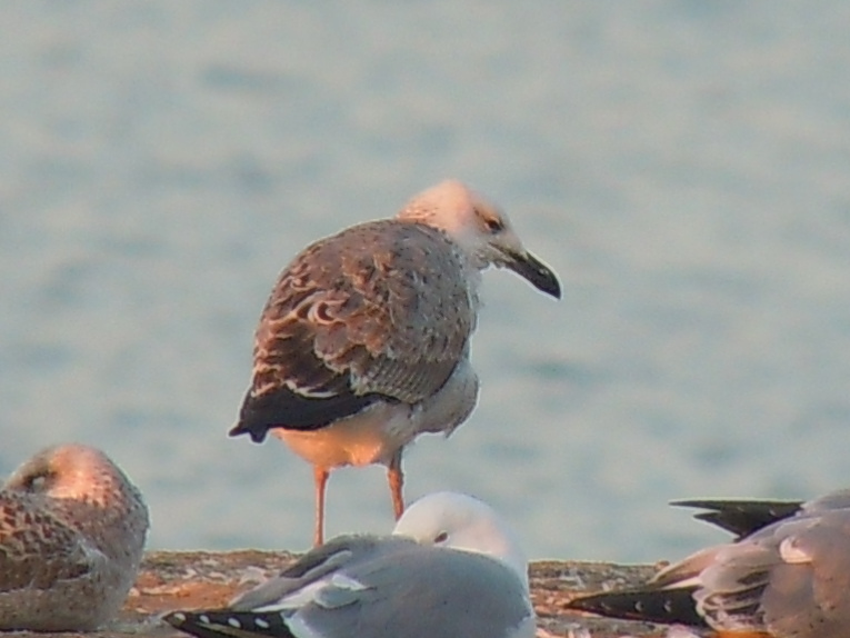 Caspian Gull