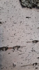 Arthopyrenia analepta