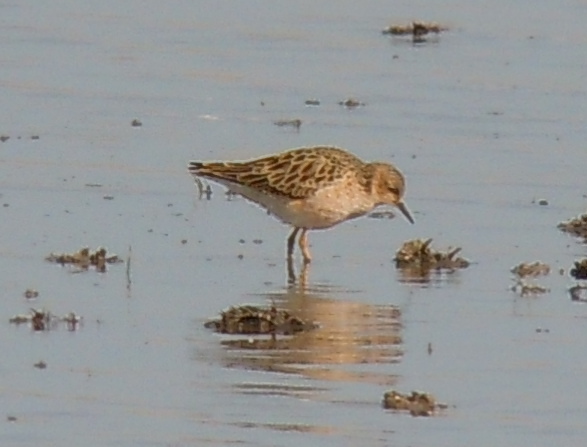 Buff-breasted Sandpiper