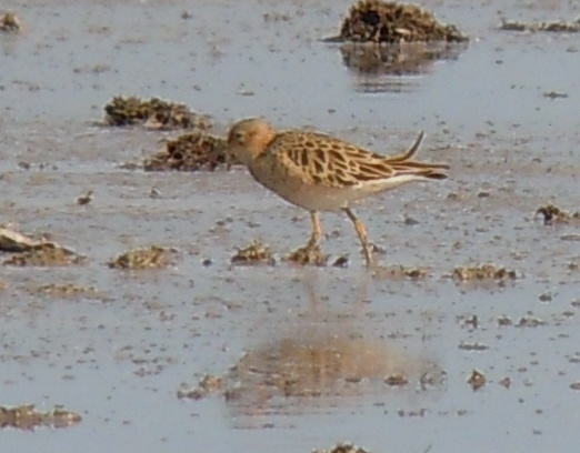 Buff-breasted Sandpiper