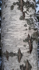 Arthopyrenia analepta