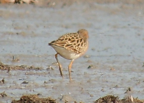 Buff-breasted Sandpiper