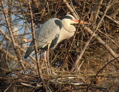 Ardea cinerea