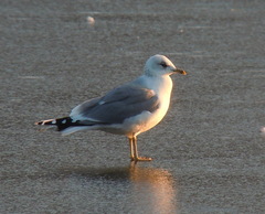 Larus canus