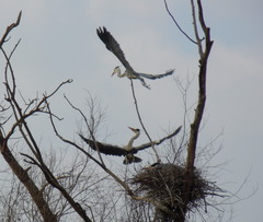 Ardea cinerea