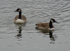 Branta canadensis