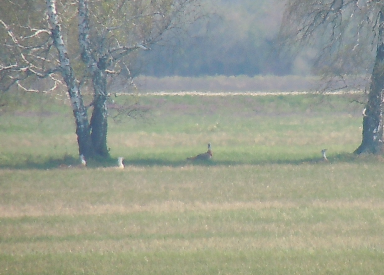 Great Bustard