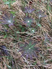 Lupinus polyphyllus