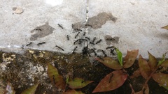 Leptogenys diminuta