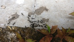 Leptogenys diminuta