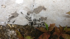 Leptogenys diminuta