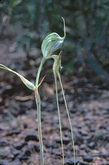 Pterostylis woollsii