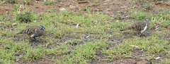 Geophaps scripta scripta